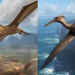 Difference Between Pterodactyl and Pteranodon